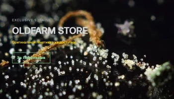 В минувшие выходные открылся эко-проект «OLDFARM store» В минувшие выходные открылся эко-проект «OLDFARM store»